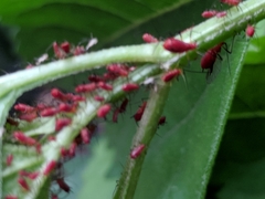 Aphididae