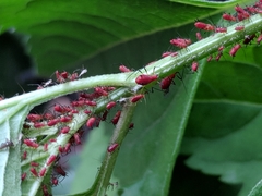 Aphididae