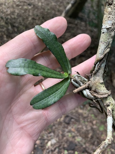Aerangis mystacidii, photograph 2