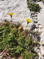 Hyoseris radiata