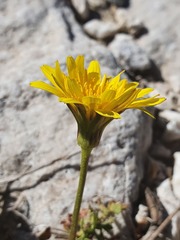 Hyoseris radiata