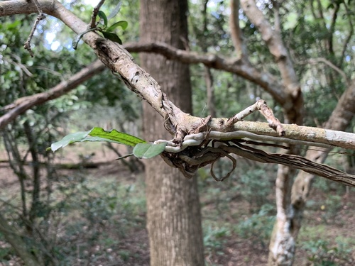 Aerangis mystacidii, photograph 3