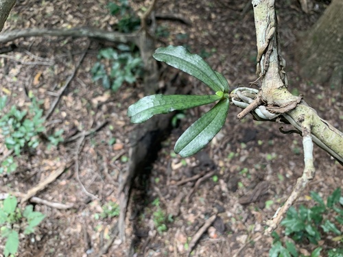 Aerangis mystacidii, photograph 4