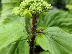 Harmonia axyridis
