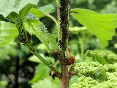 Harmonia axyridis