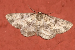 Ophthalmitis