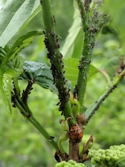 Harmonia axyridis