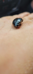 Onychohydrus hookeri