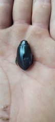 Onychohydrus hookeri