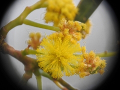 Acacia saligna