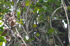 Phyllergates cucullatus