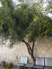 Acacia saligna