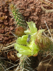 Opuntia polyacantha