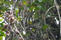 Phyllergates cucullatus