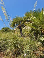 Chamaerops humilis