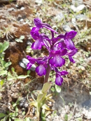 Anacamptis boryi