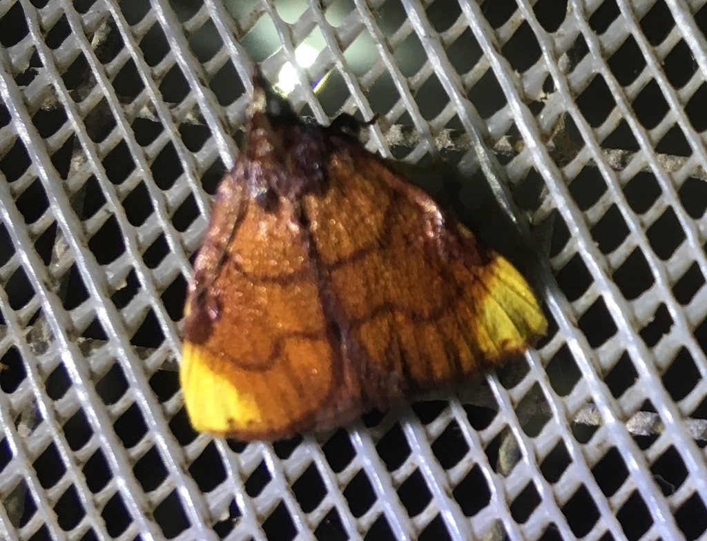 Paramacna nattereri