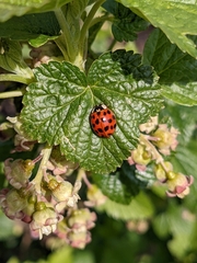Harmonia axyridis