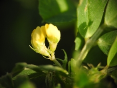 Medicago polymorpha