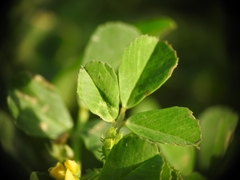 Medicago polymorpha