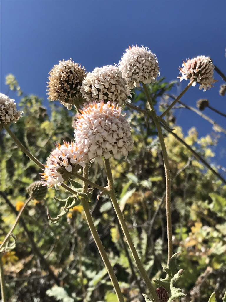 Polyachyrus