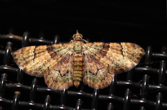 Gymnoscelis derogata