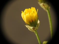 Asteraceae