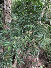Salacia leptoclada