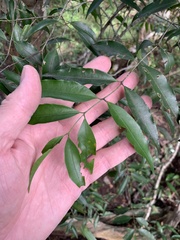 Salacia leptoclada