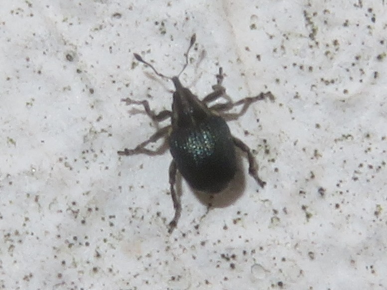 Ceutorhynchus scapularis