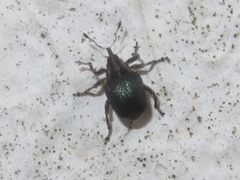 Ceutorhynchus scapularis