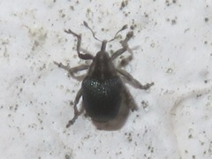 Ceutorhynchus scapularis