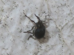 Ceutorhynchus scapularis