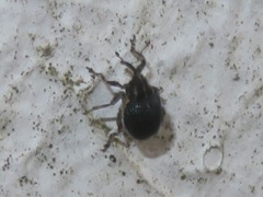 Ceutorhynchus scapularis