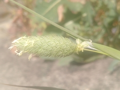 Phalaris canariensis