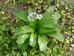 Allium ursinum