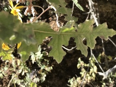 Polyachyrus sphaerocephalus