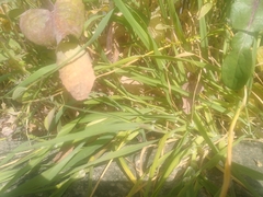 Phalaris canariensis