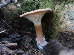 Spodocybe trulliformis