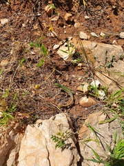 Podarcis waglerianus