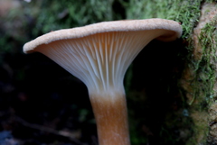 Spodocybe trulliformis