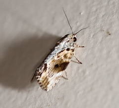 Etanna breviuscula