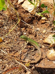 Podarcis waglerianus