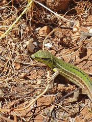 Podarcis waglerianus