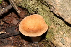 Spodocybe trulliformis