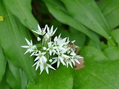 Allium ursinum