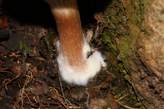 Spodocybe trulliformis