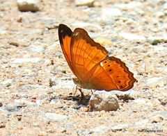 Cirrochroa emalea