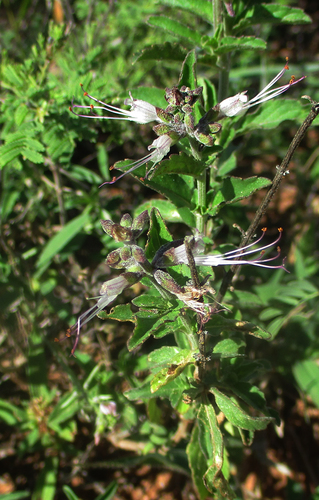 Ocimum filamentosum image