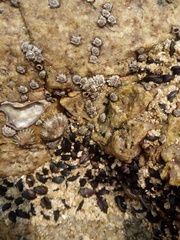 Chthamalus hedgecocki